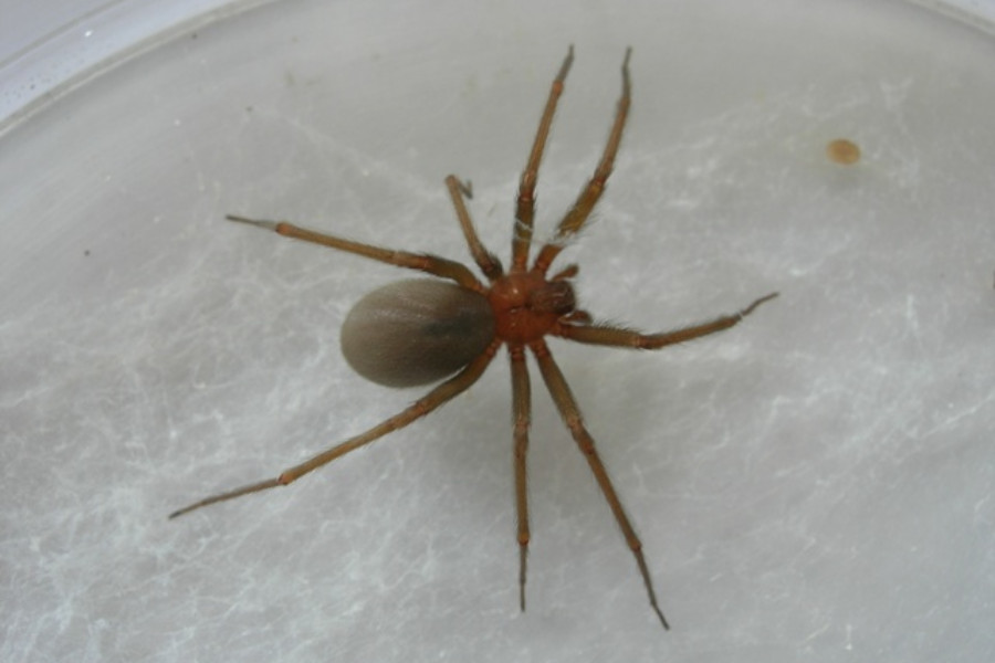 Loxosceles laeta. Foto: Facultad de Ciencias.