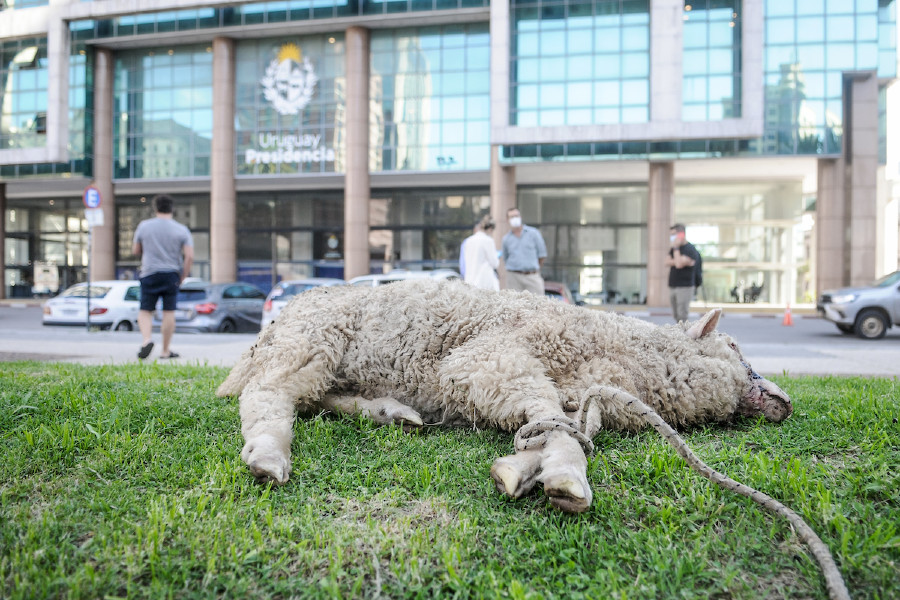 Manifestación de productores rurales, con ovinos muertos por ataques de perros, en la Plaza Independencia de Montevideo. Foto: Javier Calvelo/ adhocFOTOS