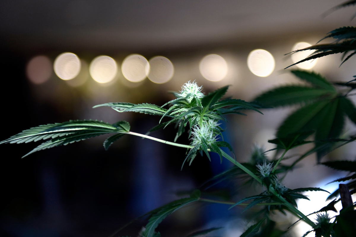 ExpoCannabis en el Latu. Foto: Nicolás Celaya /adhocFOTOS